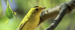 Preview wallpaper wilsons warbler, bird, wildlife, yellow