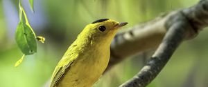 Preview wallpaper wilsons warbler, bird, wildlife, yellow