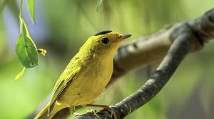 Preview wallpaper wilsons warbler, bird, wildlife, yellow