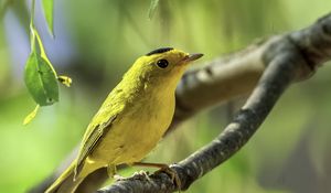 Preview wallpaper wilsons warbler, bird, wildlife, yellow