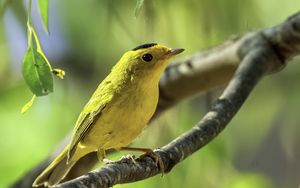 Preview wallpaper wilsons warbler, bird, wildlife, yellow