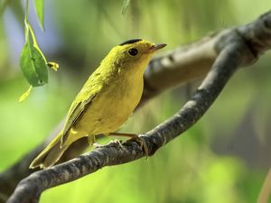 Preview wallpaper wilsons warbler, bird, wildlife, yellow