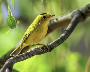 Preview wallpaper wilsons warbler, bird, wildlife, yellow