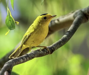 Preview wallpaper wilsons warbler, bird, wildlife, yellow