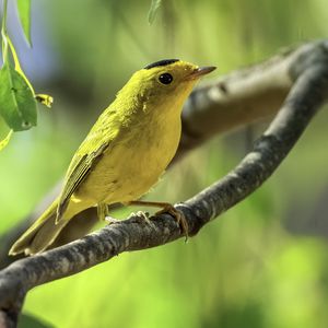 Preview wallpaper wilsons warbler, bird, wildlife, yellow