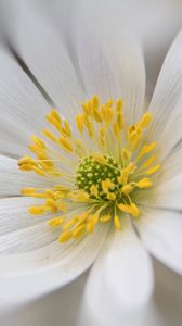Preview wallpaper windflower, petals, pollen, flower, white, macro