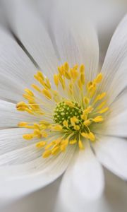 Preview wallpaper windflower, petals, pollen, flower, white, macro