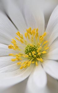 Preview wallpaper windflower, petals, pollen, flower, white, macro