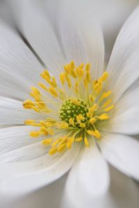 Preview wallpaper windflower, petals, pollen, flower, white, macro