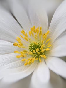 Preview wallpaper windflower, petals, pollen, flower, white, macro