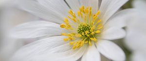 Preview wallpaper windflower, petals, pollen, flower, white, macro