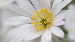 Preview wallpaper windflower, petals, pollen, flower, white, macro