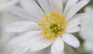 Preview wallpaper windflower, petals, pollen, flower, white, macro