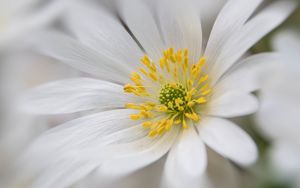 Preview wallpaper windflower, petals, pollen, flower, white, macro