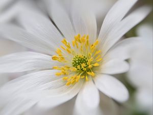 Preview wallpaper windflower, petals, pollen, flower, white, macro