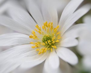 Preview wallpaper windflower, petals, pollen, flower, white, macro