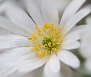 Preview wallpaper windflower, petals, pollen, flower, white, macro