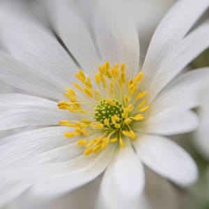 Preview wallpaper windflower, petals, pollen, flower, white, macro