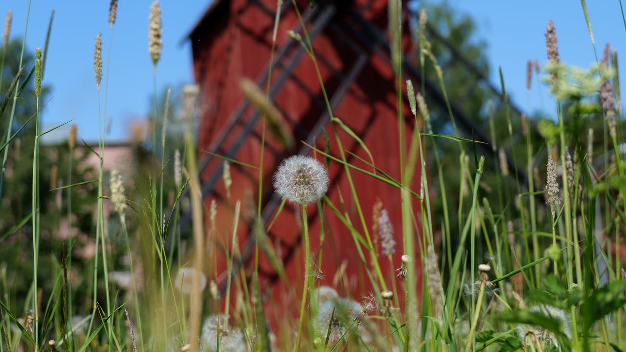Wallpaper windmill, dandelions, flowers, fluff, grass