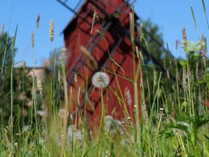 Preview wallpaper windmill, dandelions, flowers, fluff, grass