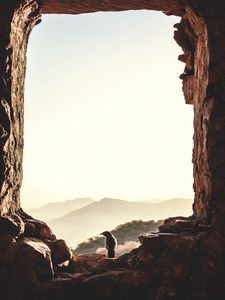 Preview wallpaper window, bird, mountains, light, nature