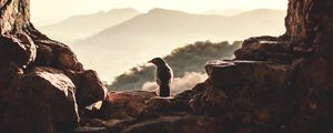 Preview wallpaper window, bird, mountains, light, nature