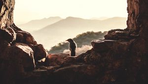 Preview wallpaper window, bird, mountains, light, nature