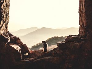 Preview wallpaper window, bird, mountains, light, nature