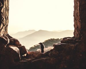 Preview wallpaper window, bird, mountains, light, nature