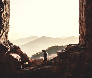 Preview wallpaper window, bird, mountains, light, nature