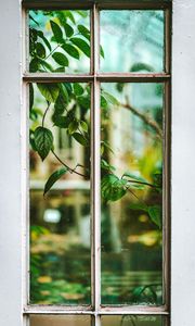 Preview wallpaper window, branch, leaves, plant, view