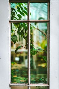 Preview wallpaper window, branch, leaves, plant, view