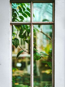Preview wallpaper window, branch, leaves, plant, view
