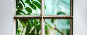 Preview wallpaper window, branch, leaves, plant, view