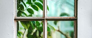 Preview wallpaper window, branch, leaves, plant, view