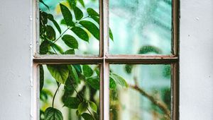 Preview wallpaper window, branch, leaves, plant, view