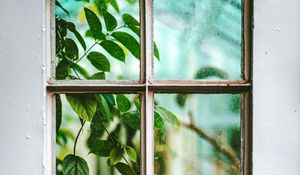 Preview wallpaper window, branch, leaves, plant, view