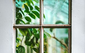 Preview wallpaper window, branch, leaves, plant, view