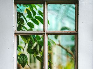 Preview wallpaper window, branch, leaves, plant, view