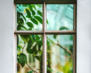 Preview wallpaper window, branch, leaves, plant, view