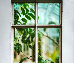 Preview wallpaper window, branch, leaves, plant, view