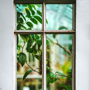 Preview wallpaper window, branch, leaves, plant, view