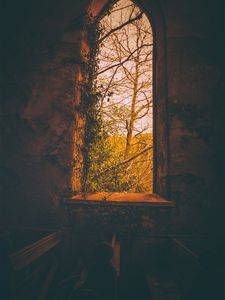 Preview wallpaper window, branches, dark