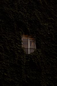 Preview wallpaper window, building, plant, ivy