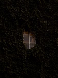 Preview wallpaper window, building, plant, ivy