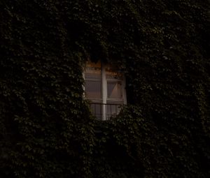 Preview wallpaper window, building, plant, ivy