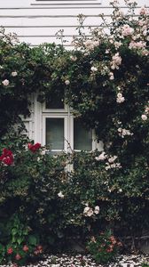 Preview wallpaper window, facade, flowers, scenery