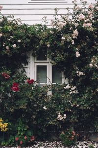 Preview wallpaper window, facade, flowers, scenery