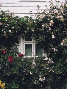 Preview wallpaper window, facade, flowers, scenery