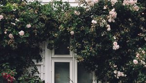 Preview wallpaper window, facade, flowers, scenery